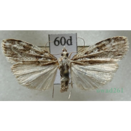 Scoparia ambigualis (Treitschke, 1829) Czech60d